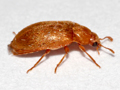 Byturus tomentosus